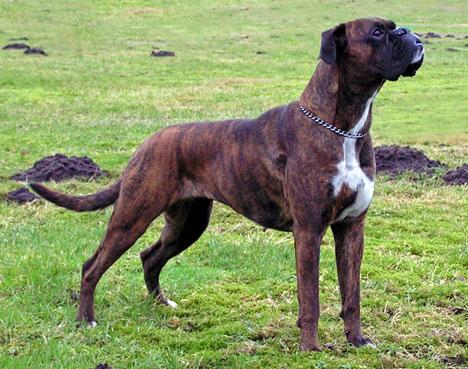 Boxer