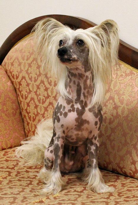 Chinese crested dog