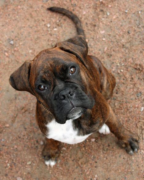 Boxer