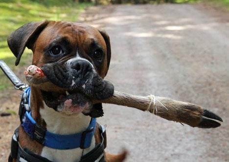 Boxer