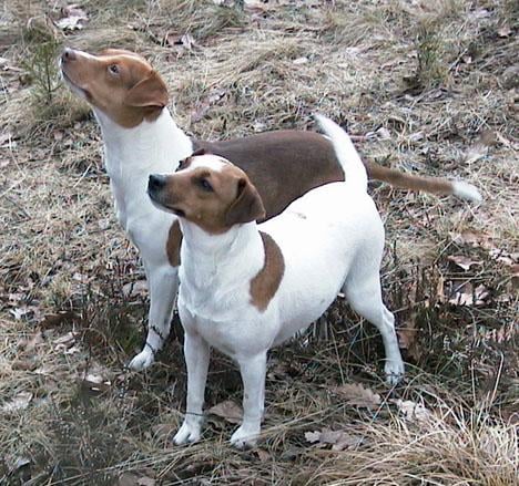 Dansk/svensk gårdshund