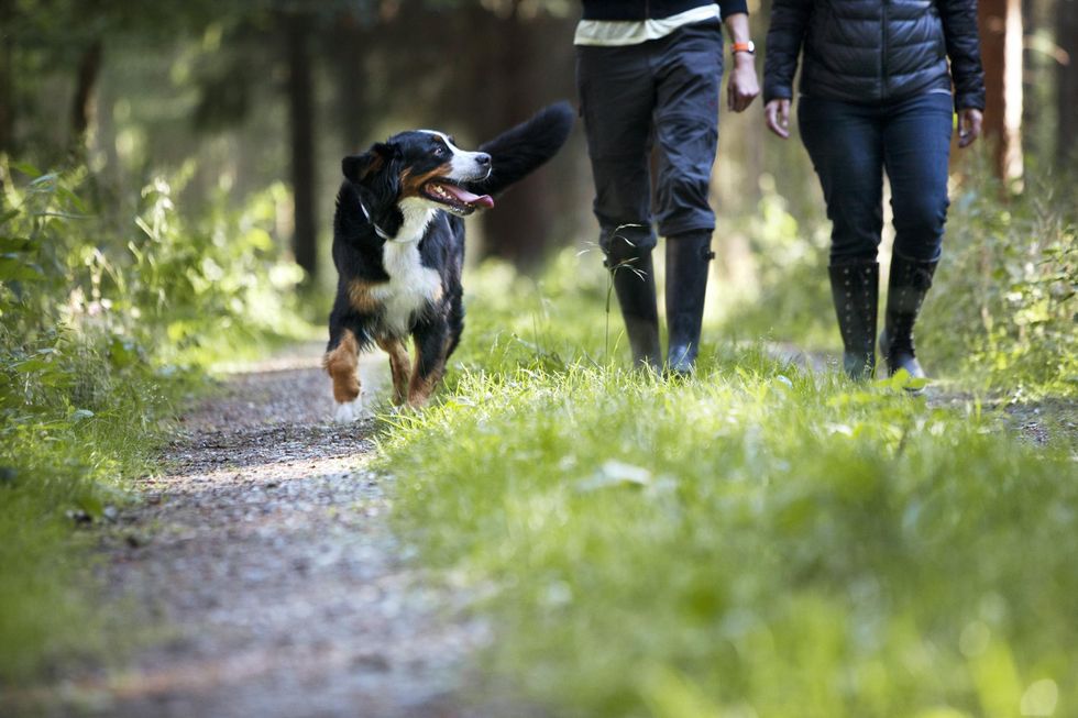 Fästingsäsongen är här – dags att ta skydd