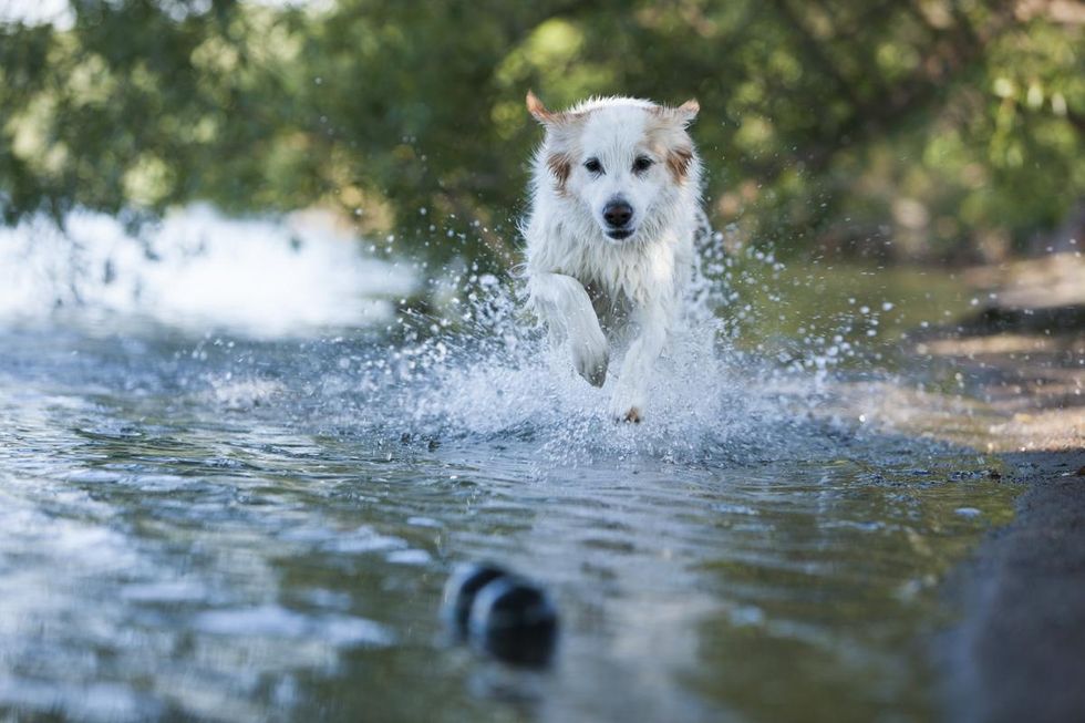 Så här förbereder du din hund inför semesterresan