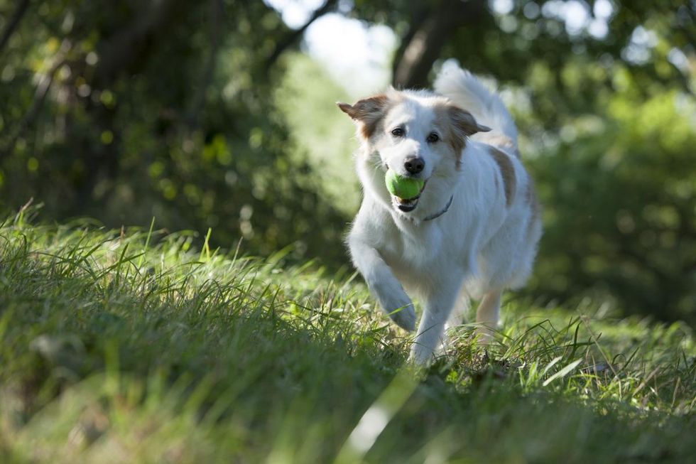 Så här förbereder du din hund inför semesterresan