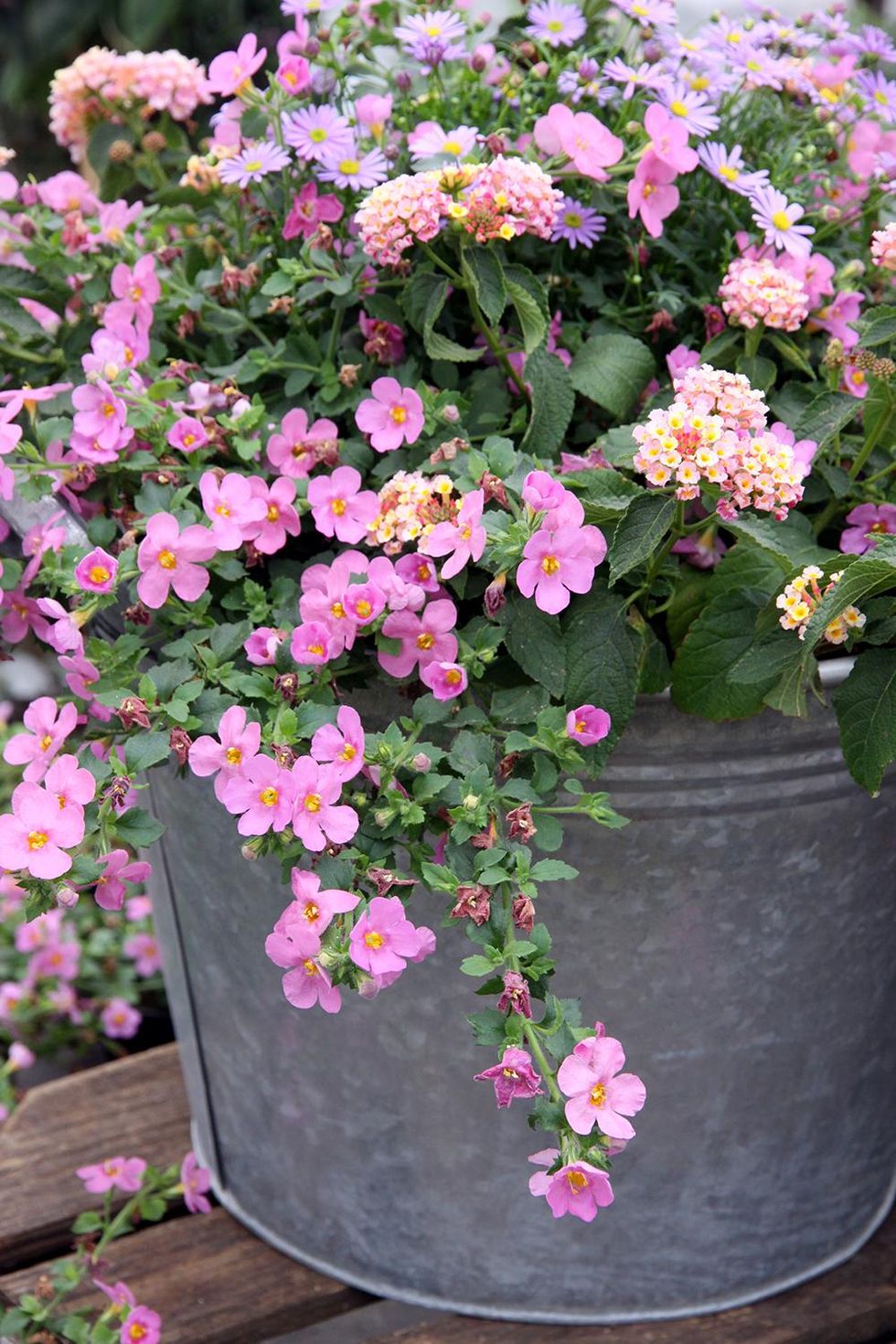 Balkonginspiration: Bästa blommorna för alla lägen!