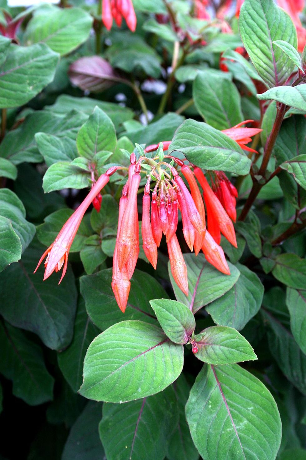 Balkonginspiration: Bästa blommorna för alla lägen!