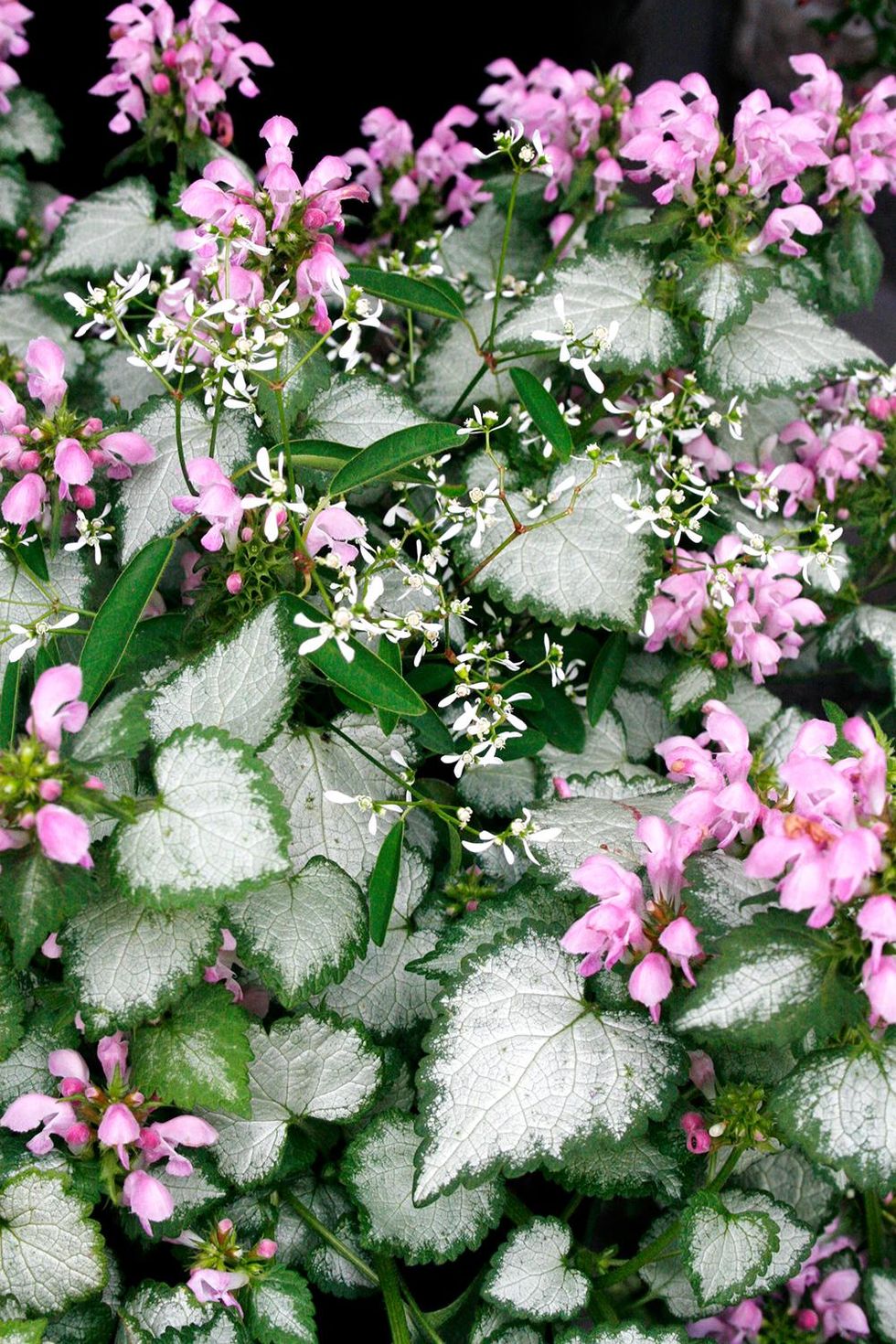 Balkonginspiration: Bästa blommorna för alla lägen!