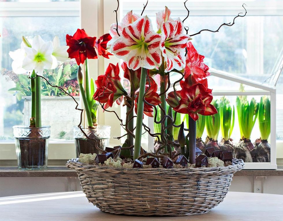 Underbara, älskade amaryllis!