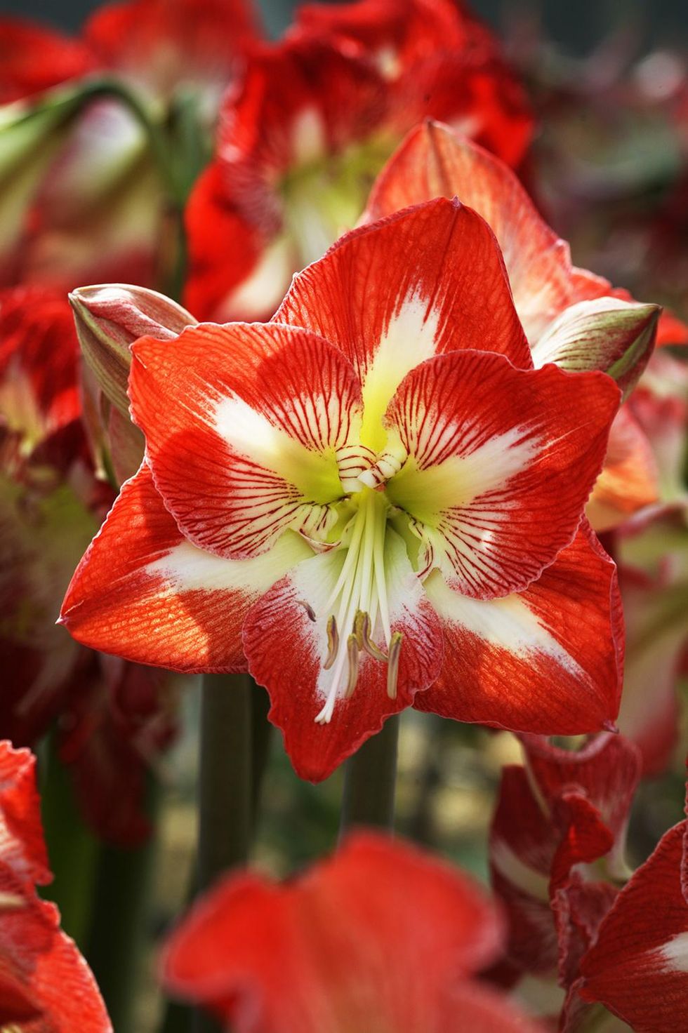 Underbara, älskade amaryllis!