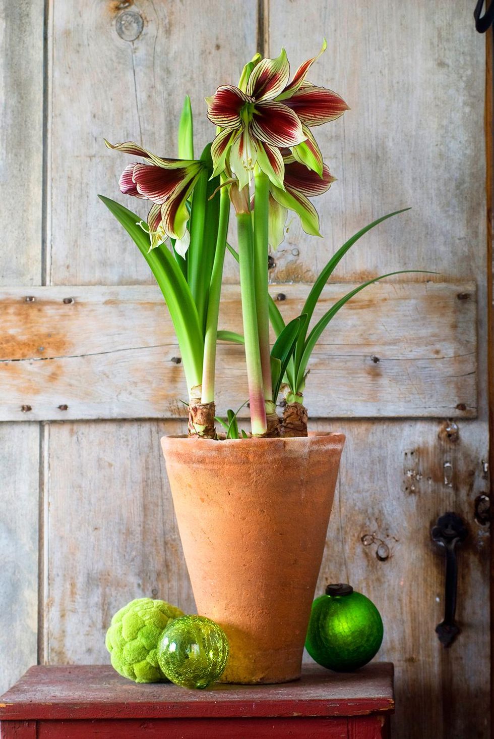 Underbara, älskade amaryllis!