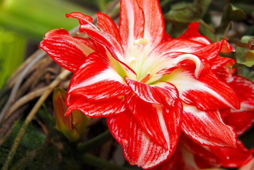 Underbara, älskade amaryllis!