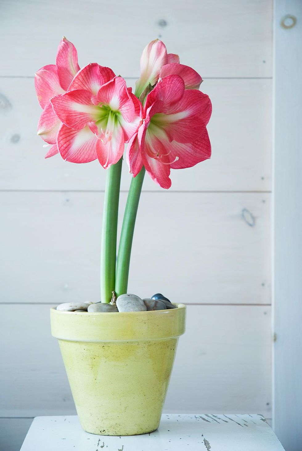 Underbara, älskade amaryllis!