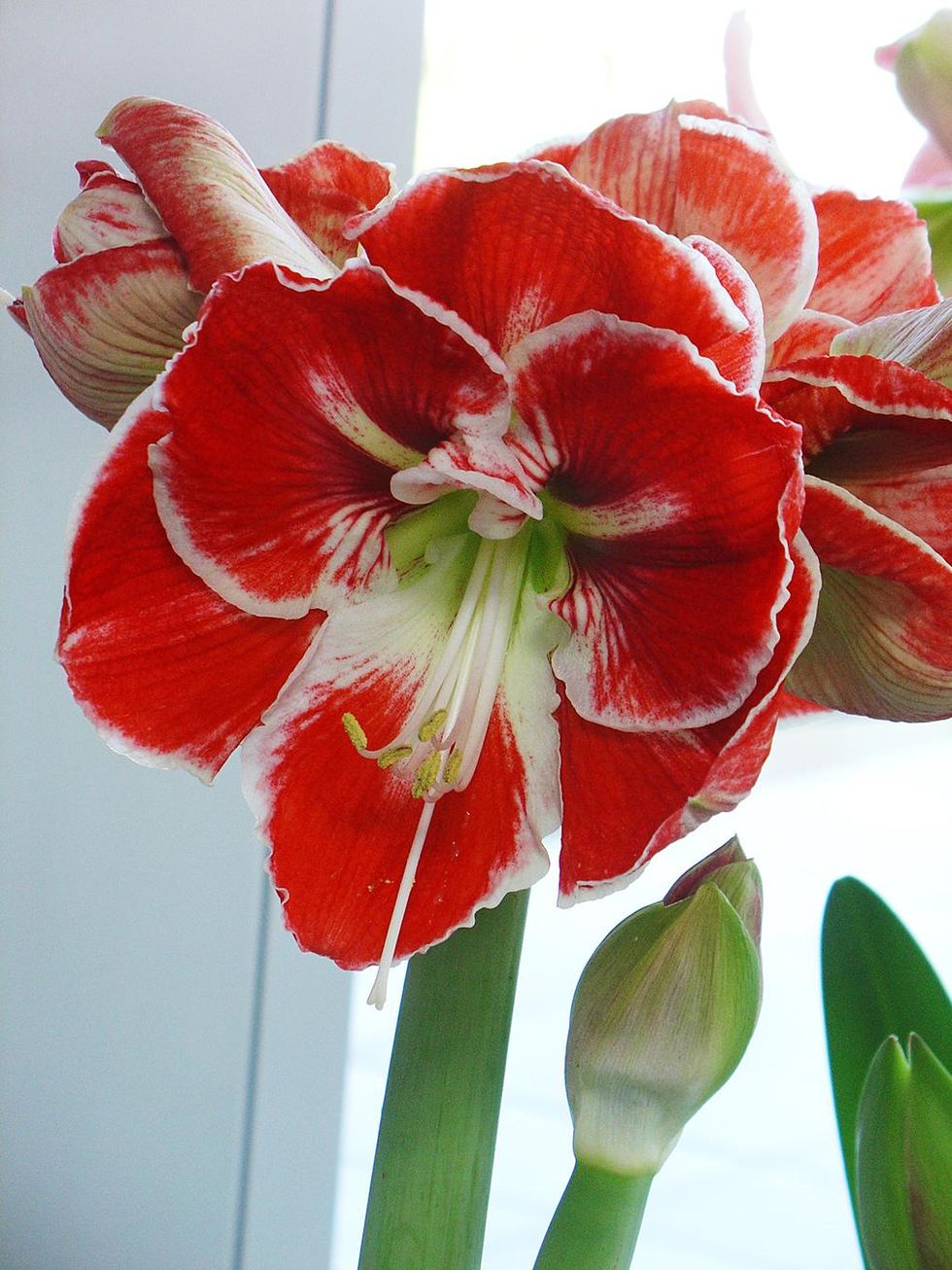 Underbara, älskade amaryllis!