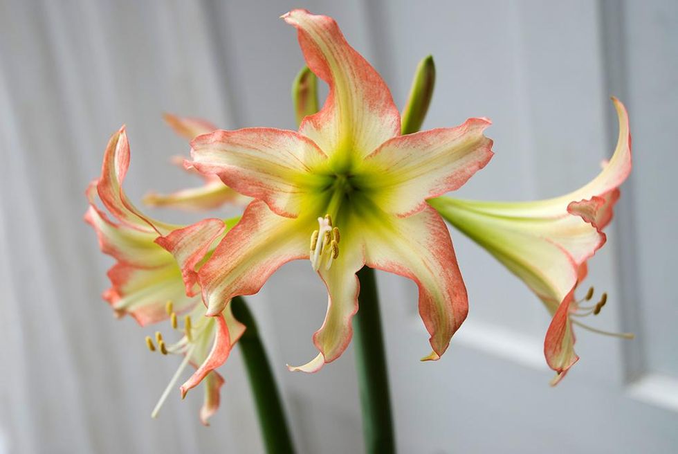 Underbara, älskade amaryllis!