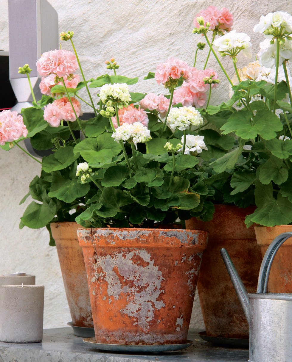 10 fina pelargonsorter som är lätta att sköta