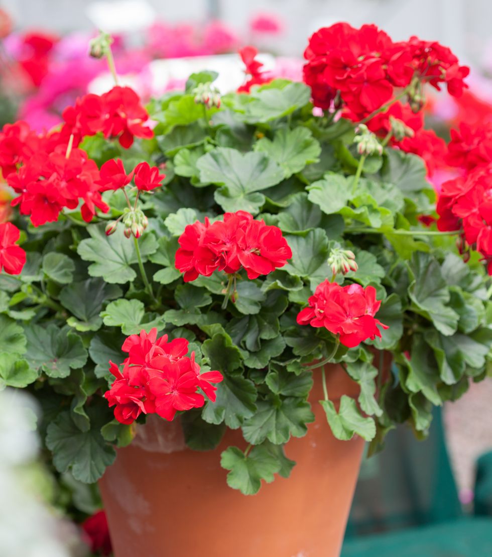 10 fina pelargonsorter som är lätta att sköta