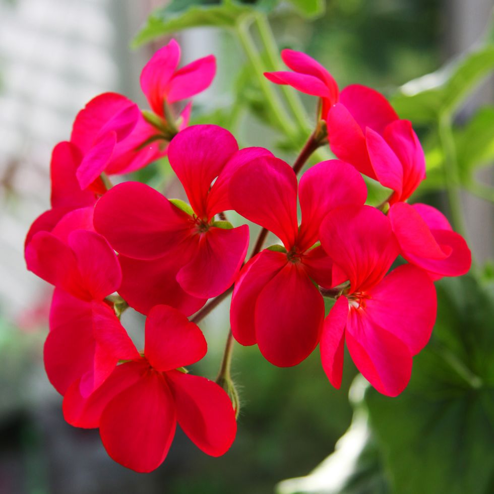 10 fina pelargonsorter som är lätta att sköta