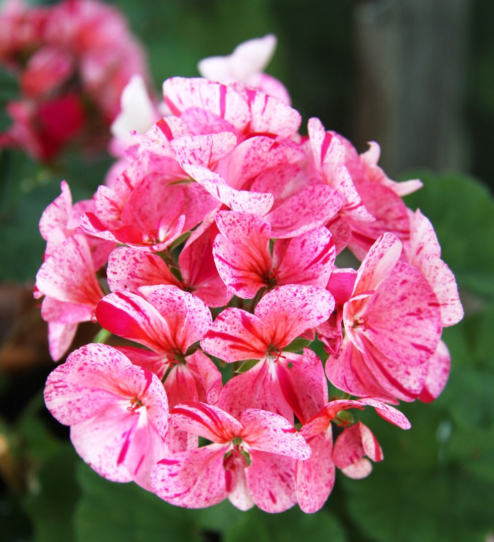 10 fina pelargonsorter som är lätta att sköta