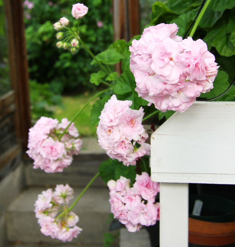 10 fina pelargonsorter som är lätta att sköta