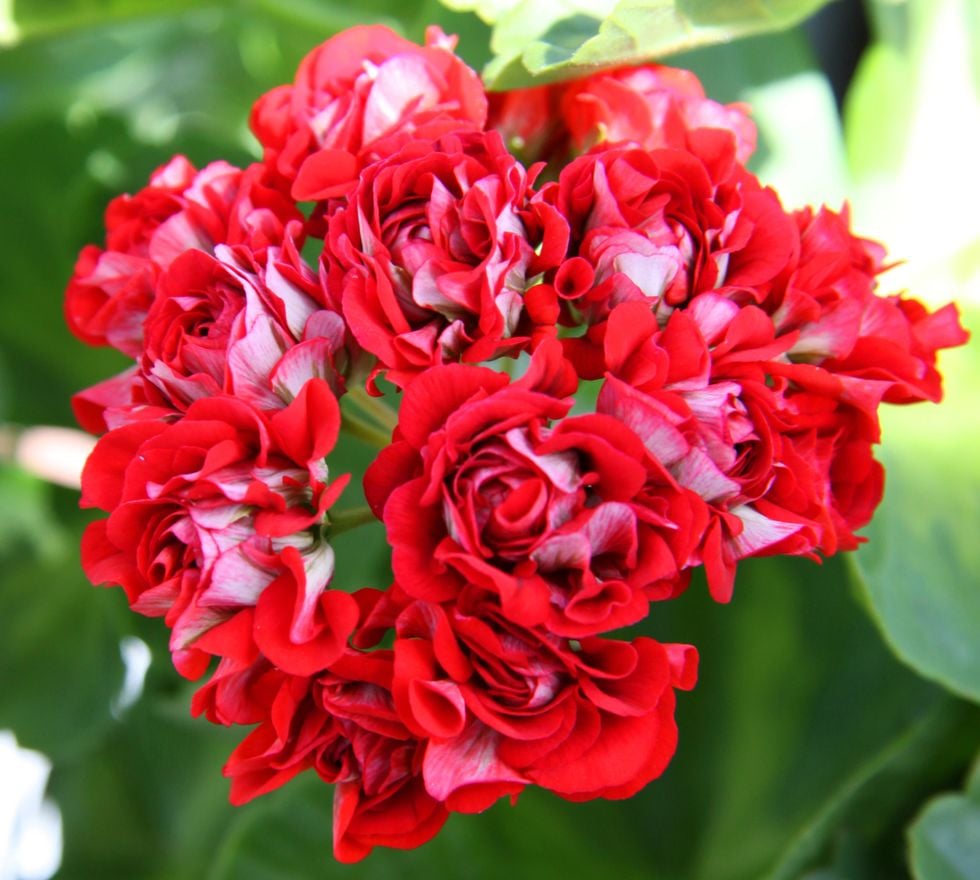10 fina pelargonsorter som är lätta att sköta