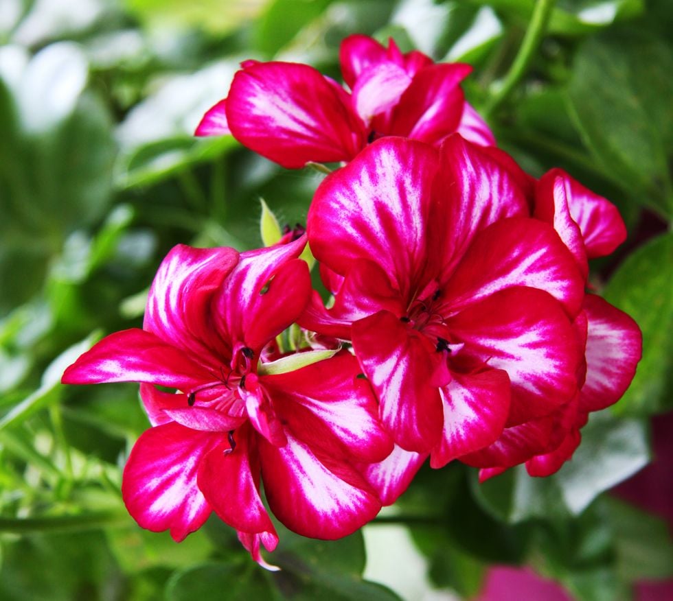 10 fina pelargonsorter som är lätta att sköta