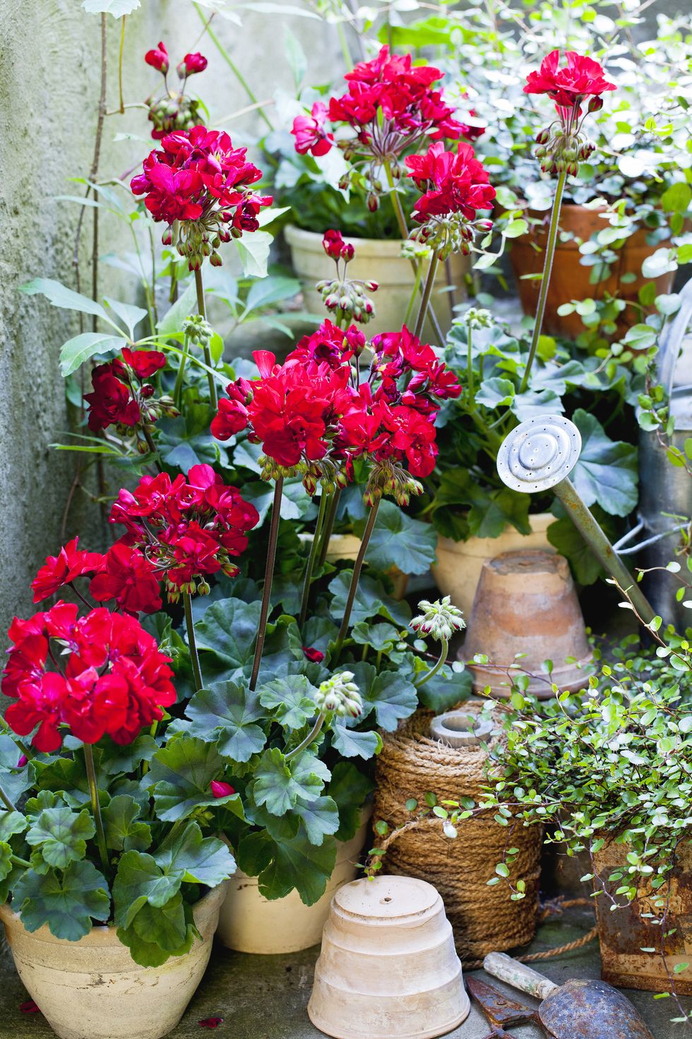 10 fina pelargonsorter som är lätta att sköta
