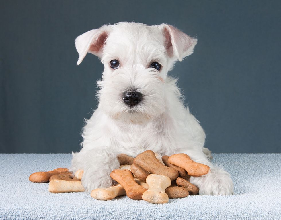 5 gulliga hundvalpar som får dig på gott humör