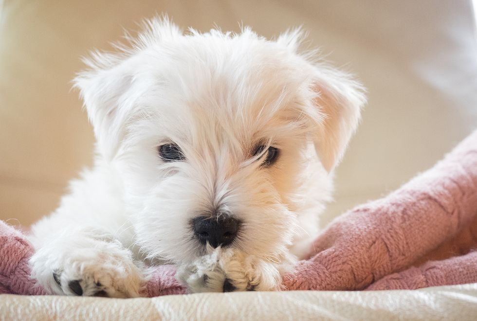 5 gulliga hundvalpar som får dig på gott humör