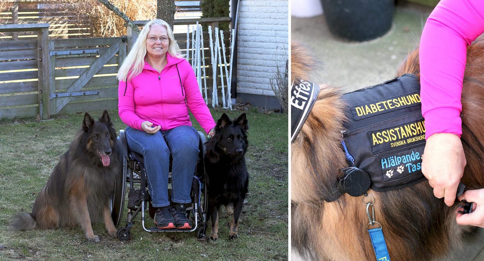 Diabeteshundarna vakar ständigt över Annika: “De räddar mitt liv varje dag”
