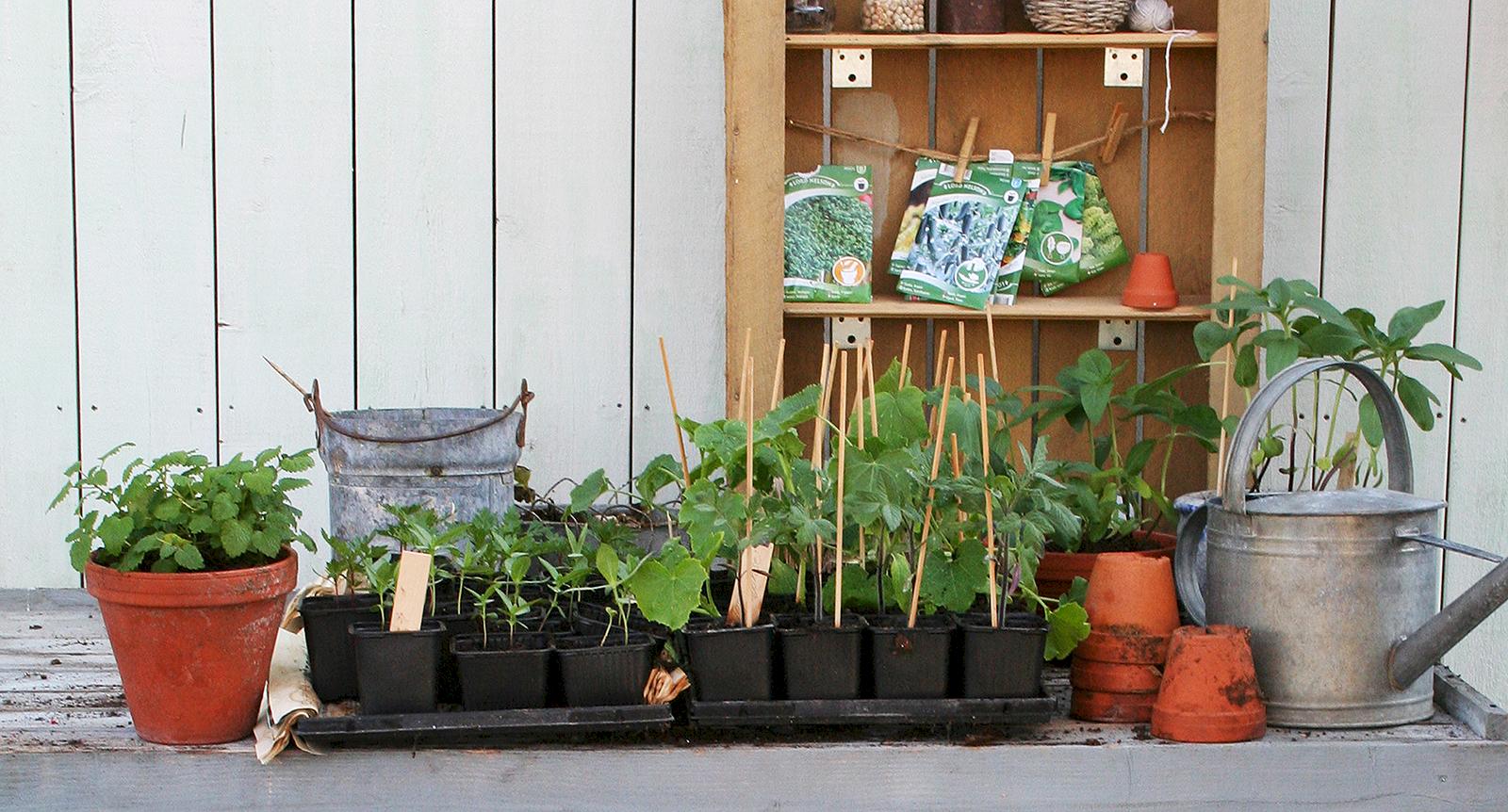 Så lyckas du med förodlingen – 9 tips som får plantorna att trivas