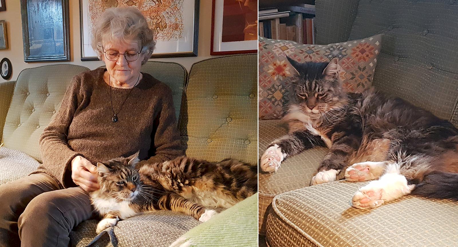 Katten Winston kom hem igen – efter 9 år på rymmen