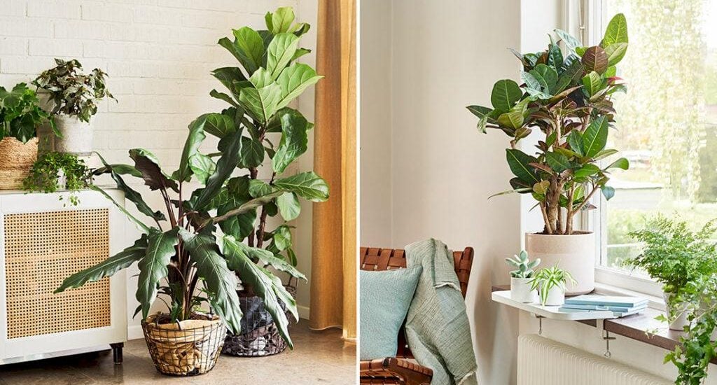 6 fiffiga självbevattningstips som hjälper dina växter att överleva semestern