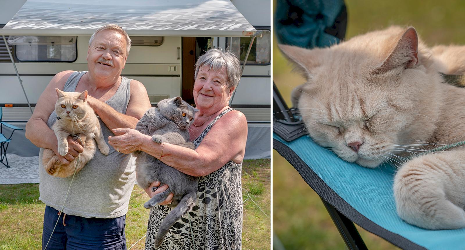 Anders och Sara campar med sina sex katter: “Självklart att de ska få följa med”