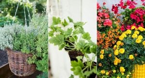 8 växter som håller myggorna borta i sommar