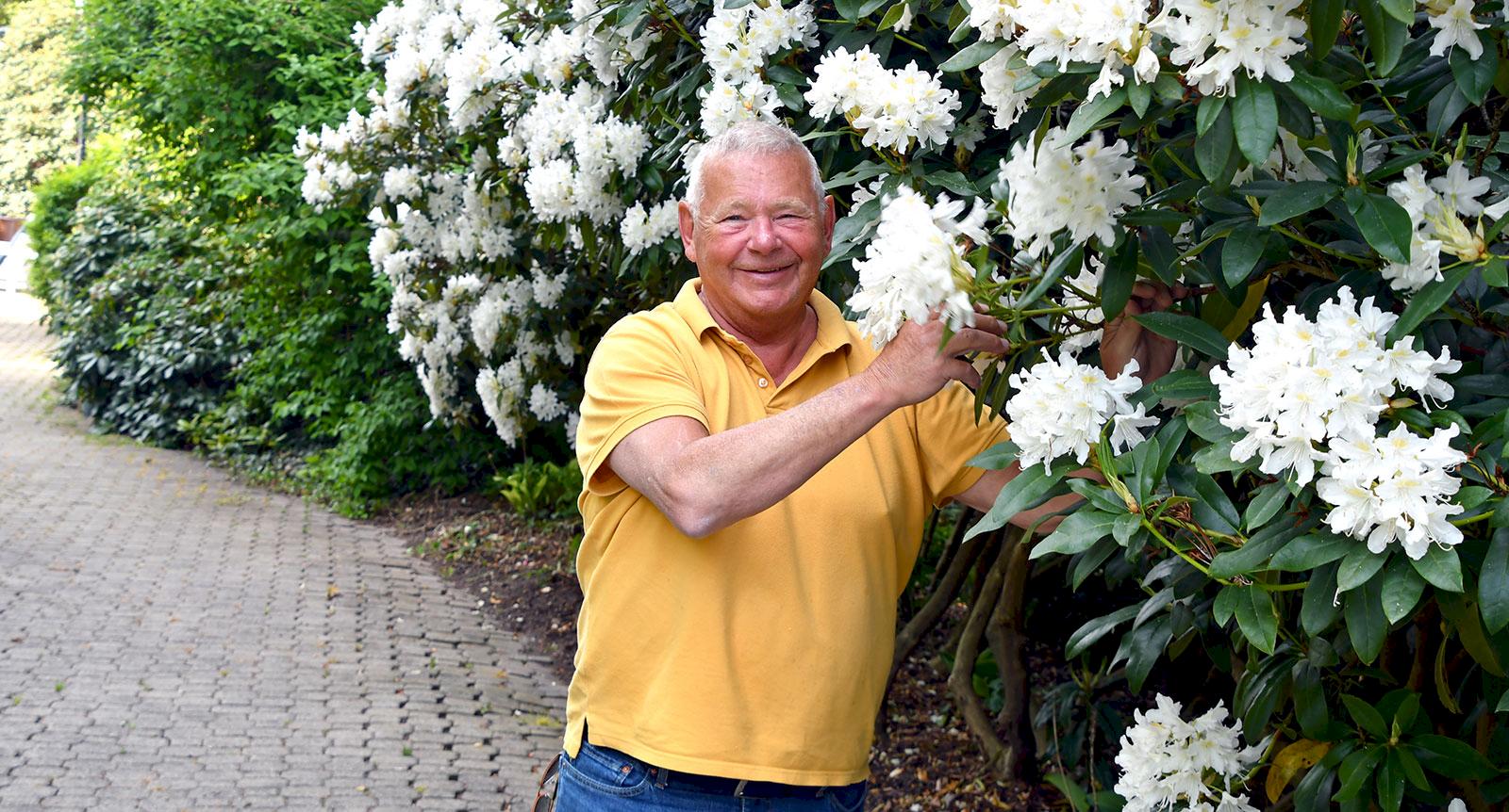 Torstens trädgård är fylld med 200 olika rhododendron
