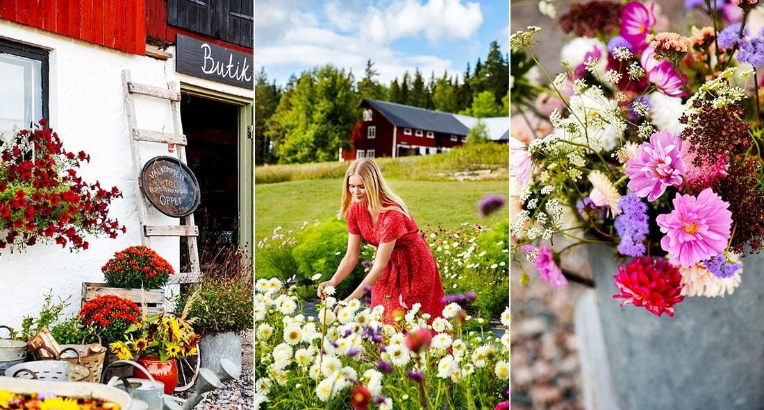 Modellen Alexandra öppnade gårdsbutik i Dalarna: “Härligt att få erbjuda den här platsen”