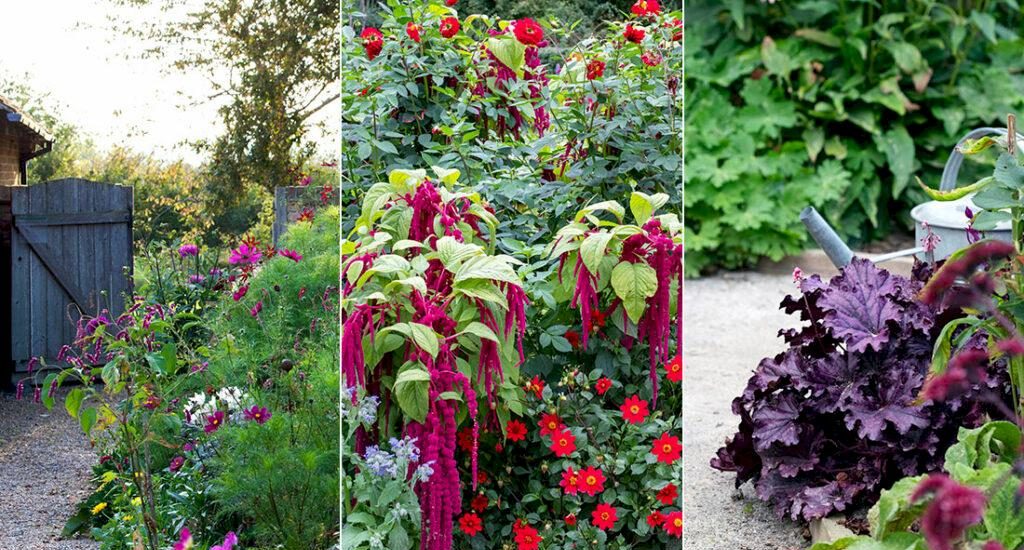Skapa en blomstrande trädgård i september och oktober: Här är växterna du ska välja