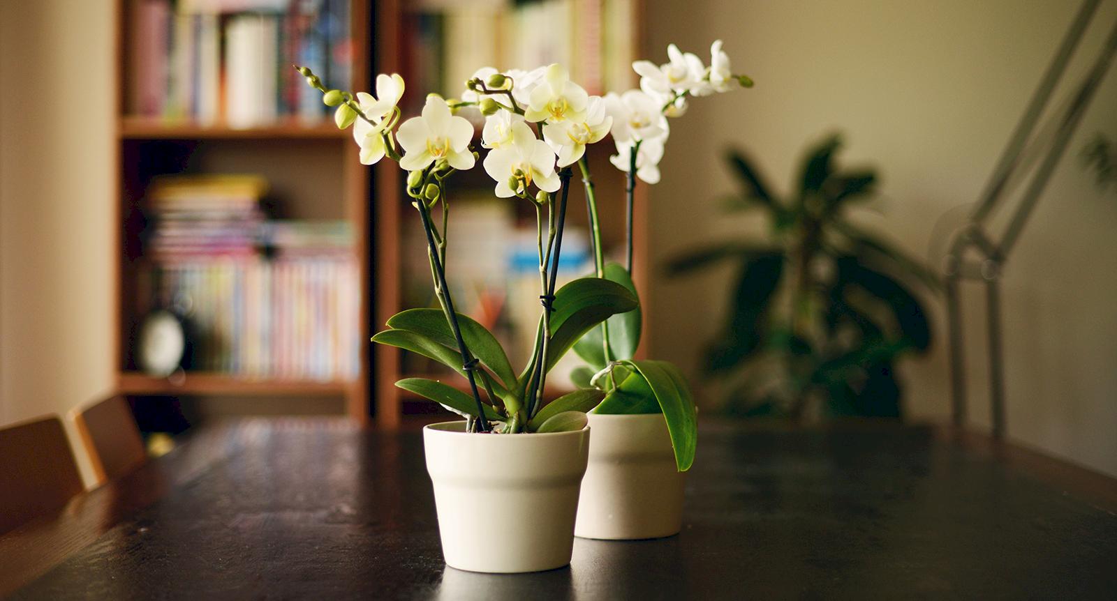 Så får du orkidén att blomma – 5 enkla tips