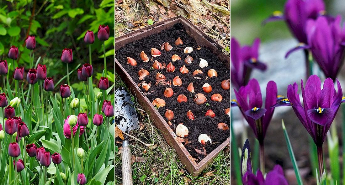 Plantera på hösten för en blommande vår – 3 viktiga tips