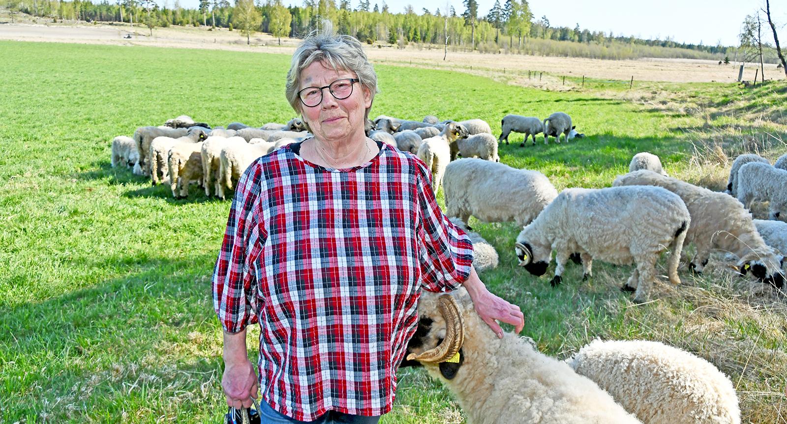 Gunvor lärde sig att klippa får – fick drömmen uppfylld av Hemmets Journal