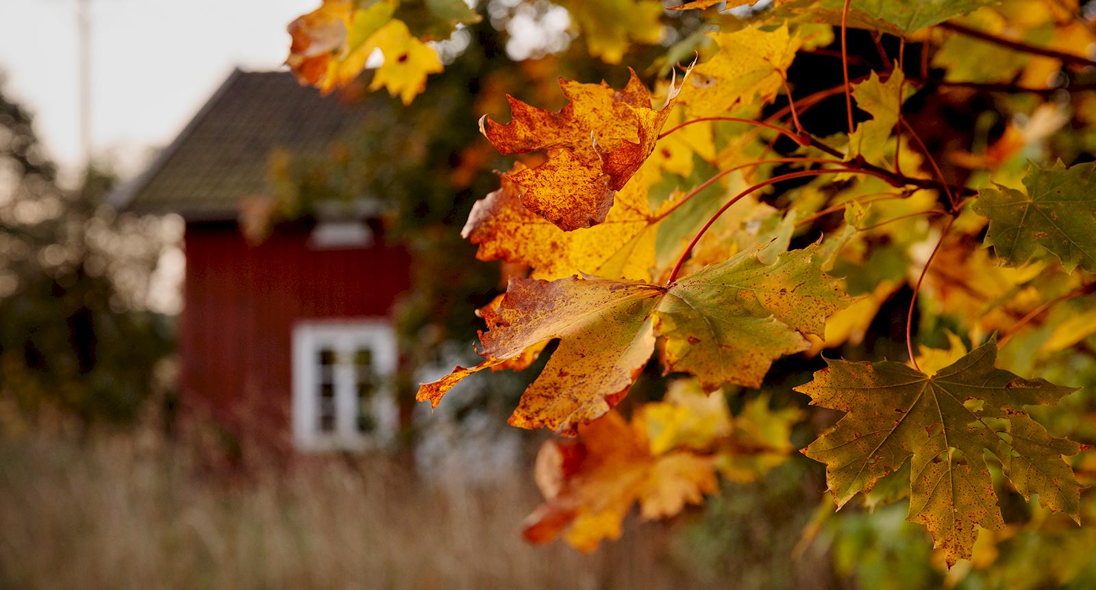 Så stänger du fritidshuset inför vintern – 7 viktiga råd från experten