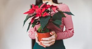 Ta hand om din julstjärna på bästa sätt: 4 tips du behöver ha koll på