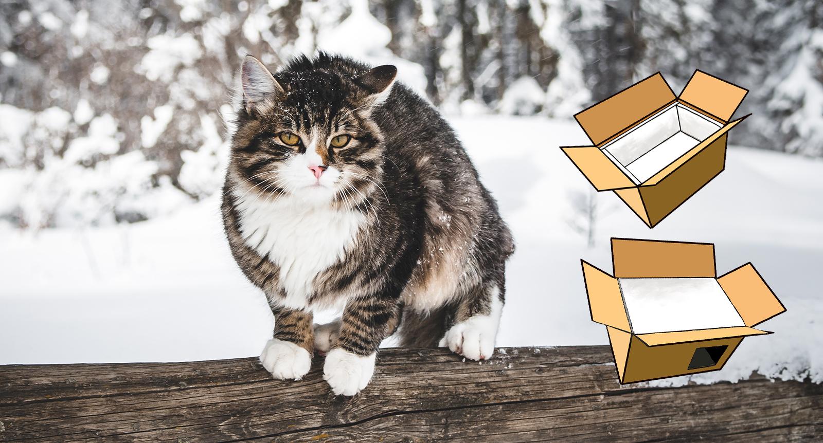 Hjälp hemlösa katter i vinter: Så bygger du enkelt värmehus