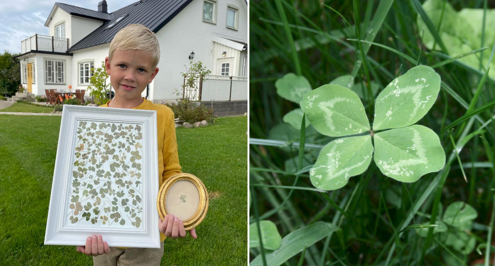 8-åriga Gustaf har hittat 130 fyrklöver: “Hoppas få extra mycket tur”
