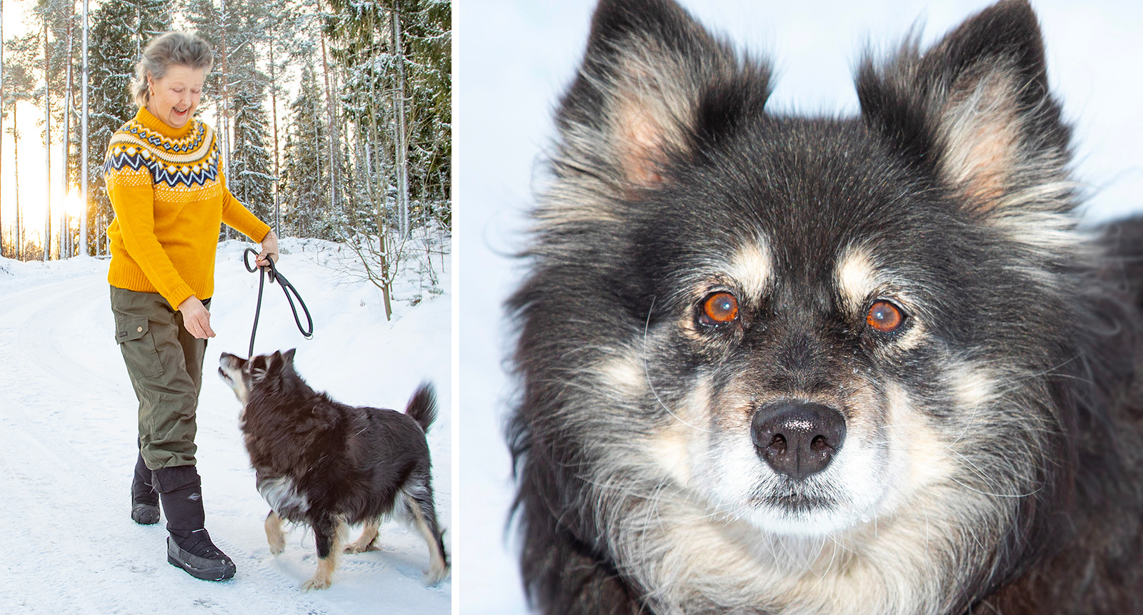 Lapphunden Saiva räddade livet på sin matte – sprang två kilometer för att hämta hjälp