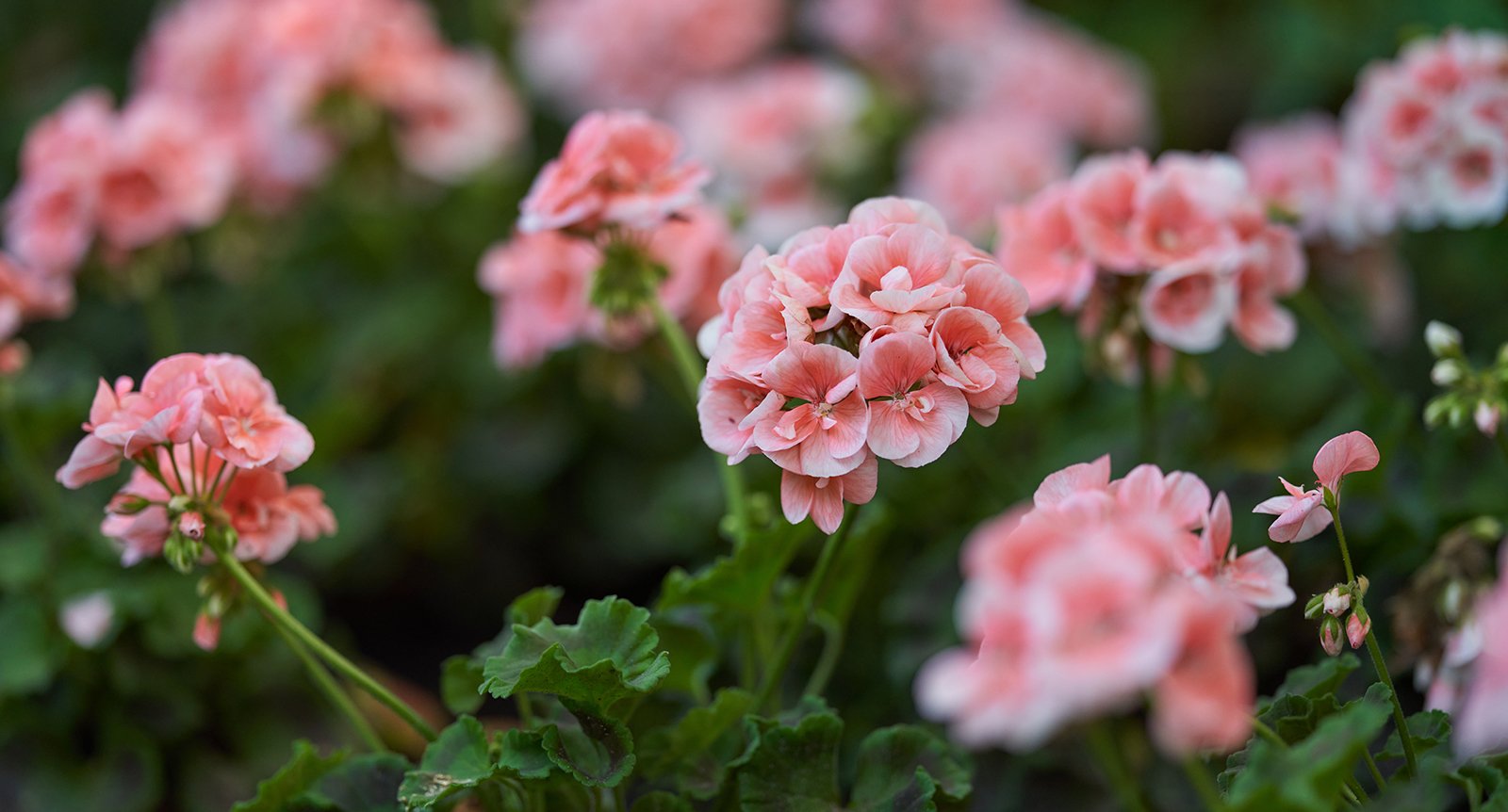 Lyckas med dina pelargoner: 7 skötseltips