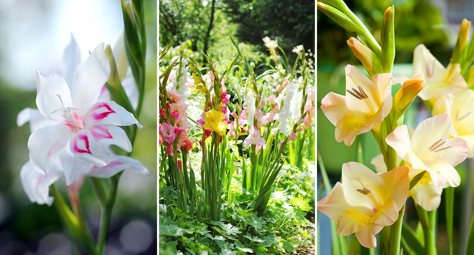 Gladiolus: Växtvärldens nya trendblomma?