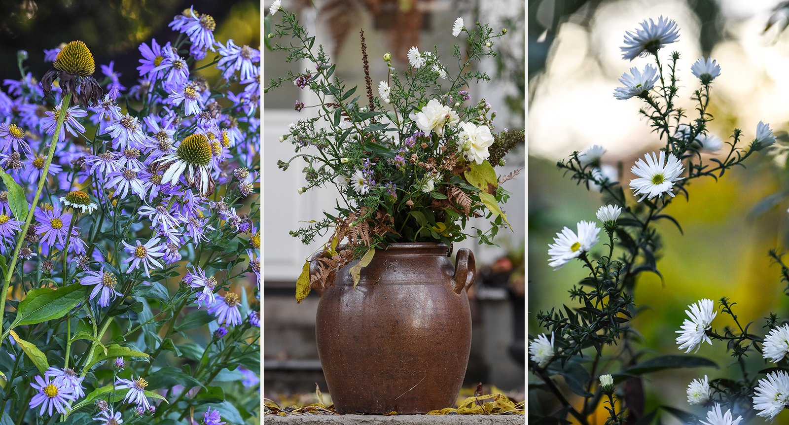 Lättskötta astrar: Så tar du hand om höstens mest pålitliga blomma
