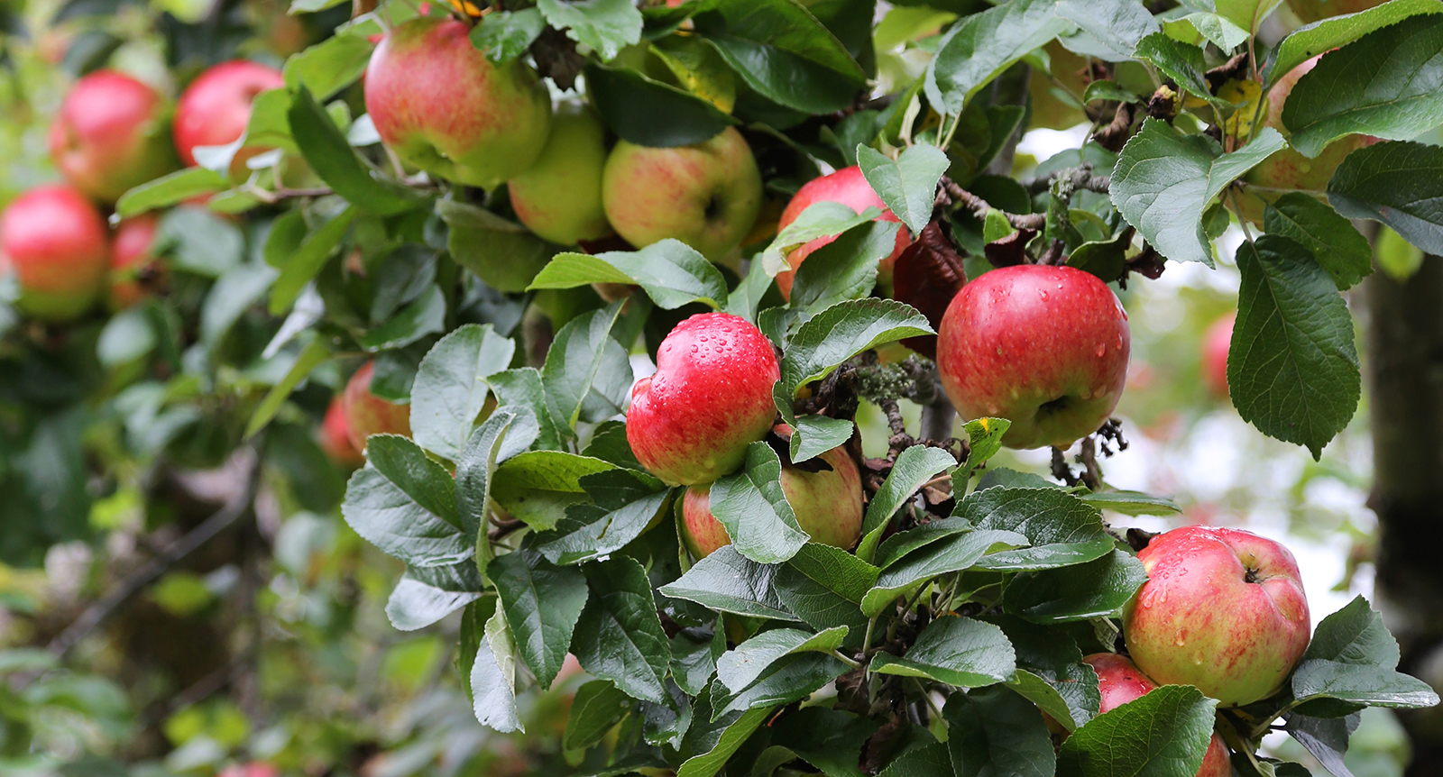 Odla äpplen: Välj rätt träd, plantera och beskär