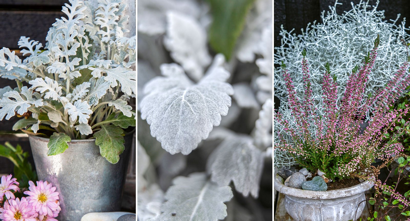 Höstens vackraste växter: 7 silvergrå favoriter